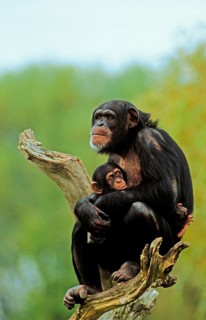 Common chimpanzee