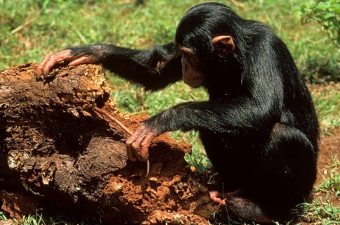 Common chimpanzee