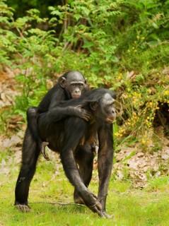 Bonobo