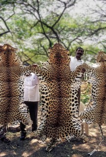 Seized leopard