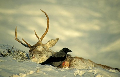 Hooded Crow
