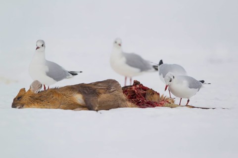 Black-headed Gull