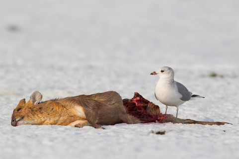 Common Gull