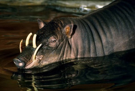 Moluccan babirusa