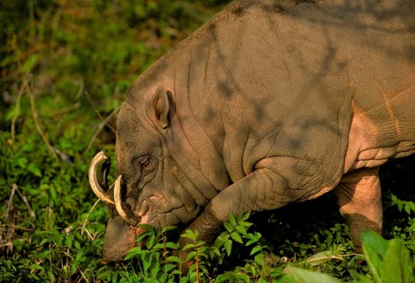 Moluccan babirusa