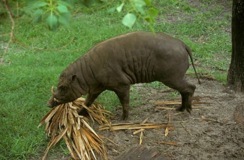 Moluccan babirusa