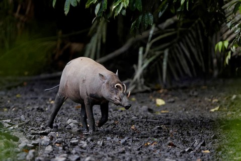 North Sulawesi north sulawesi babirusa