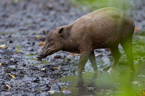 North Sulawesi north sulawesi babirusa