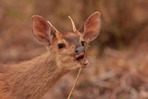Brown Brocket