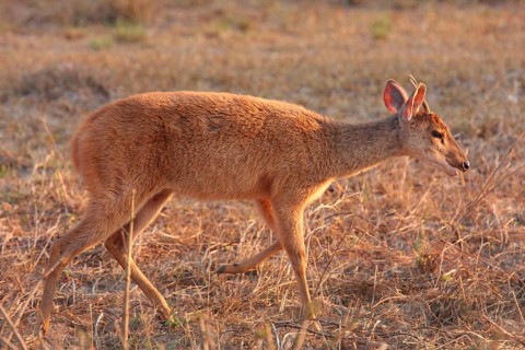 Brown Brocket
