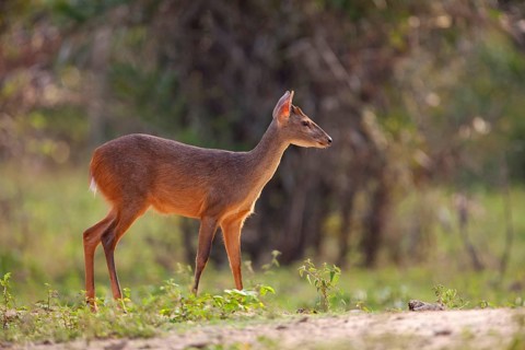 Red red brocket