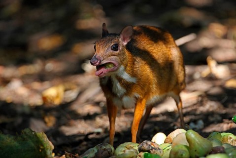 Lesser kanchil