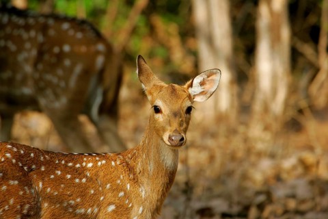 Spotted Deer