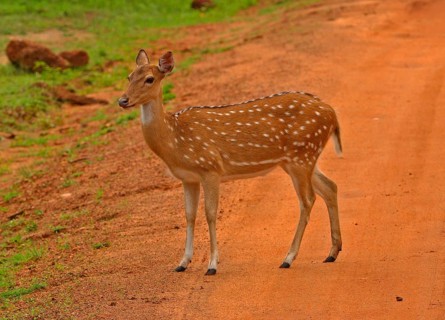 Cervus axis
