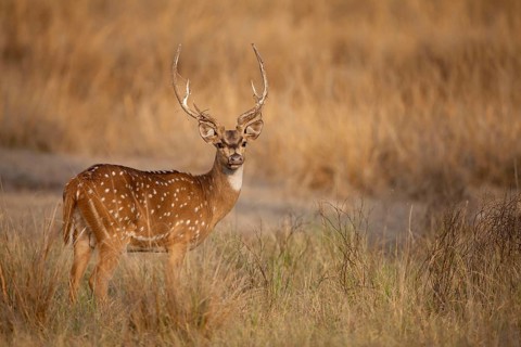 Spotted deer