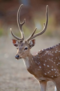 Spotted deer