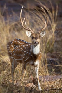 Spotted deer