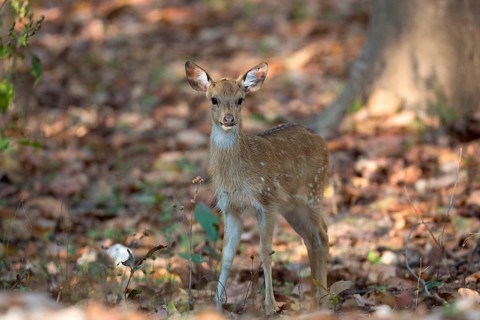Spotted deer