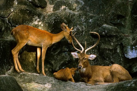 Manipur Eld's Deer