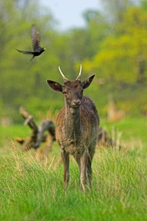 Fallow Deer