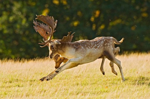 Fallow deer