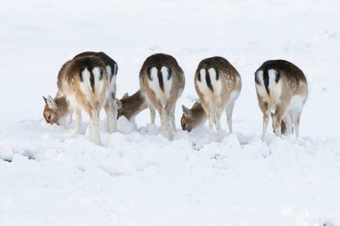 Fallow deer