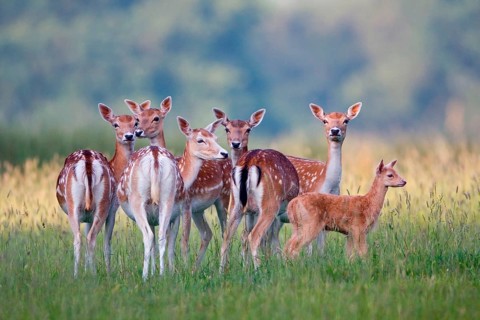Fallow Deer