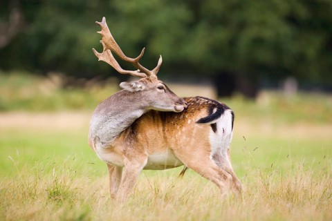 Fallow Deer