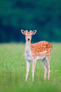Fallow Deer
