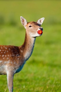 Fallow Deer