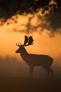 Fallow Deer