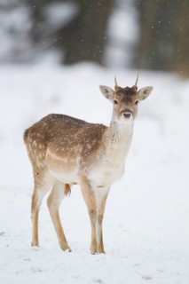 Fallow Deer