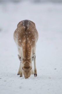 Fallow Deer
