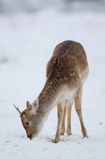 Fallow Deer