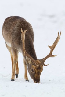 Fallow deer