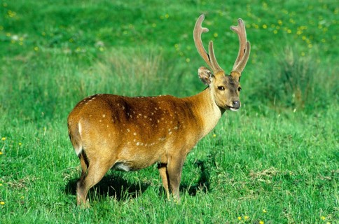 Hog deer