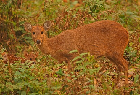 Hyelaphus porcinus porcinus