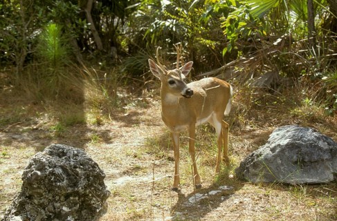 Key deer