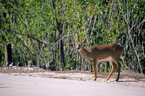 Key deer