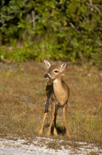 Key deer