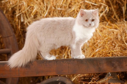 British Longhair