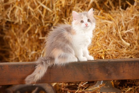 British Longhair