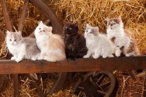 British Longhair
