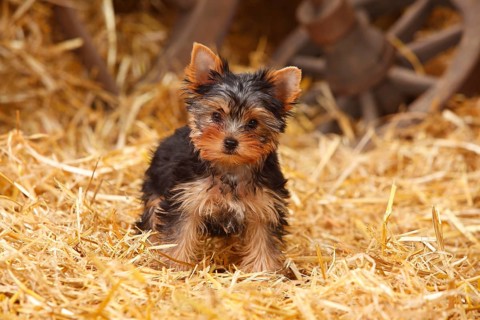 Yorkshire Terrier