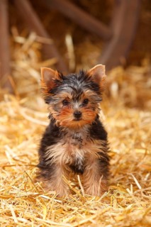 Yorkshire Terrier