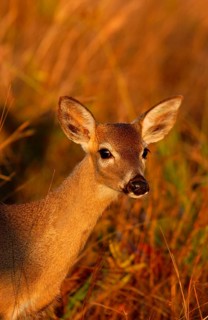 Key Deer