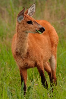 Marsh Deer