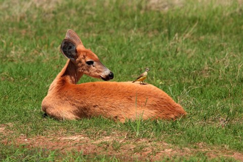 Marsh Deer