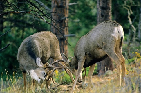 Mule Deer
