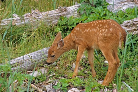 Mule Deer
